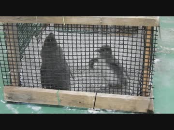 エダマメvsササダンゴ(仮)　時々EU【東武動物公園】