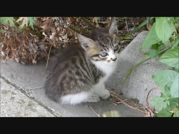 怯える野良子猫を脅しまくってみた結果ww