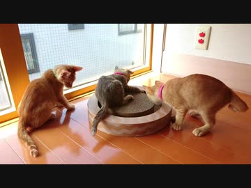 保護ねこ成長記録（7）保護39日目