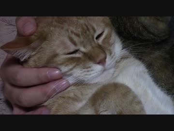 拾いねこ＠生後2102/2069日目　手枕堪能中のアコツキさん。