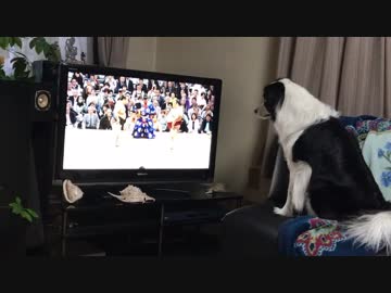 相撲の真似をしたいワンコ 【マンチカンズ番外編】