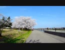 桜 花見 RUN  2018 アクションカメラ + ジンバル GitUp G3 Duo