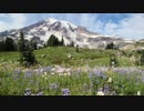 RainierFlowers　板橋英希