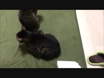 【こげつく】コロコロしたり座布団敷いたり