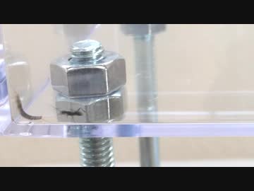 蟻戦争Ⅱ＃12 「紙魚」って、読めますか？クロヤマアリｖｓ紙魚編