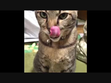 【ペロペロ動画】ぼんちゃんがちゅ◯るを食べてるだけ。