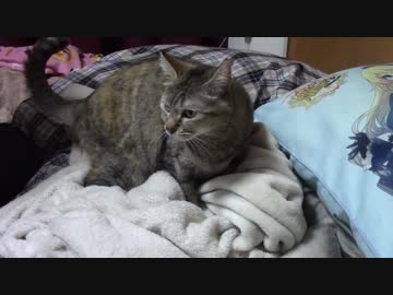 拾いねこ＠生後2103/2070日目　ふみふみ。