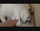 猫がモフられに来たので本人の希望通りにモフって気持ちよくさせてあげた