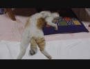 V字開脚おっぴろげ寝相の猫、アイちゃん。