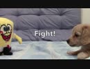【戦闘】プリン VS スポンジボブ（ぬいぐるみ）