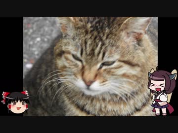 【練習動画】ぬこ様に会いに行くｉｎ笠戸島【後編】