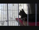 【Jean & Pont 972】急遽新しい子猫を迎えるケージの準備です
