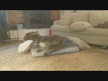 自分で枕を準備するロバ