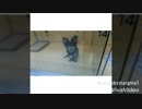 XiaoYing_Video_1523542310404