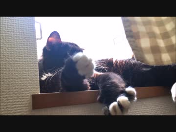 【こげつく】仁義なき乱入の日々