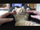 子猫時代の激かわいい映像公開。