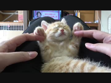 子猫時代の激かわいい映像公開。