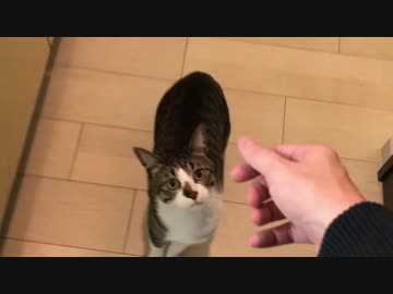 猫と引っ越し