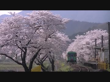 【のら】撮り鉄のお花見 2018【通過動画】