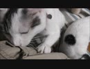 おっさんの○○なポッチにカリカリが止まらない猫
