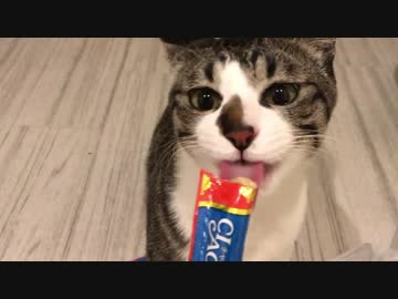 引っ越しで頑張った猫にご褒美ちゅーる