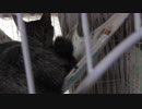 【Jean & Pont 975】ラブくんがシャーを言っちゃったらしいです