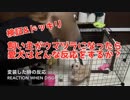 【ドッキリ】馬のかぶりものをしたらプリンはどうする？