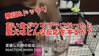【ドッキリ】馬のかぶりものをしたらプリンはどうする？