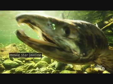 ワイルド_ライフ with バーティ・グレゴリー ep11