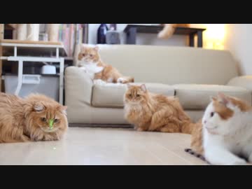【マンチカンズ】猫はレーザーポインターが好き