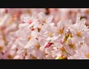 【合唱】桜ノ雨