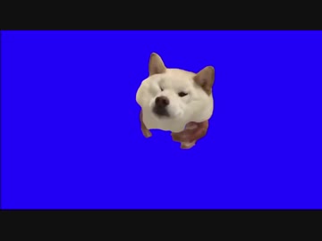 顔面をモチモチされる柴犬BB
