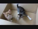 段ボールに大興奮な子猫がかわいい