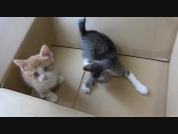 段ボールに大興奮な子猫がかわいい