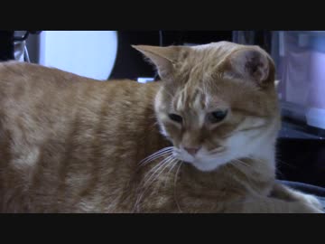 拾いねこ＠生後2107/2074日目　アコさん危機一髪。