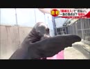 海の動物たちが“切れ味”抜群の芸を披露　頂点は？