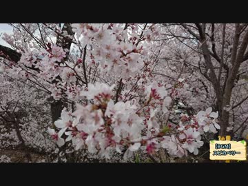 【長野一周前】高遠の桜を見に行ってみた【成功祈願】