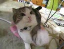 ちょいとごめんなさいよ～