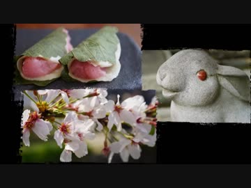 関東風桜餅＆リゾットがぶらぶらするだけ＃１【哲学の道周辺】