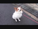 スタスタ歩くワンコ（パピヨン）