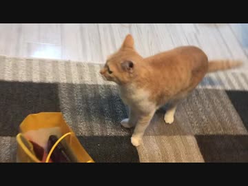 猫がダイソーのおもちゃにテンションMAX