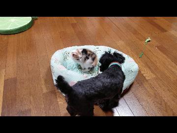 子猫、初めての犬との対面にも臆せず果敢に攻めるのがかわいいwww