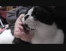 【Jean & Pont 981】ラブくん卒業でしおんくんのパパ愛が止まらない