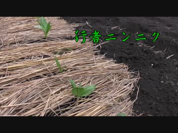 現在の圃場 その2