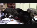 こんしゅうのおやつ【蒼民家の猫々】