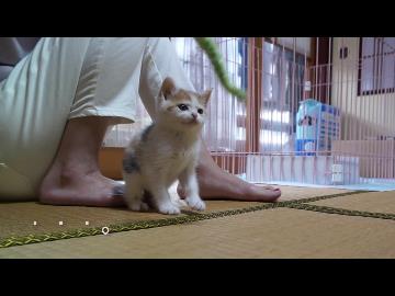 子猫の遊び方が妙にどんくさくてかわいい件w