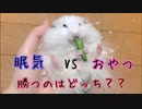 寝ているハムスターの前におやつをおくと…？