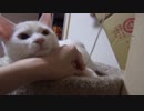 【 猫 】大きくなったけど実はまだ子猫　その47