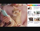 吉岡里帆 スマートニュース CM 「ねこ」篇