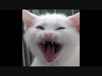 【ねこは】家族が増えました　１日目【います】